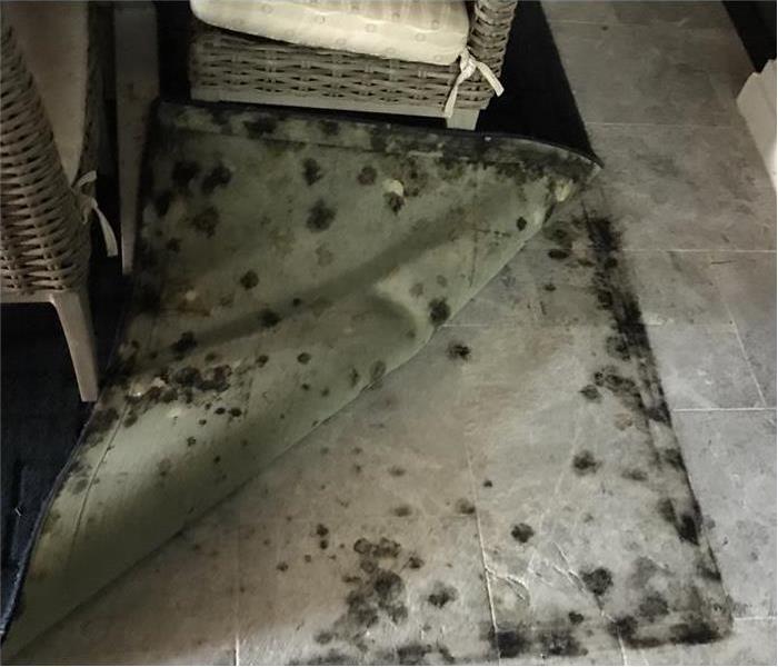 Black spots of mold found under a carpet
