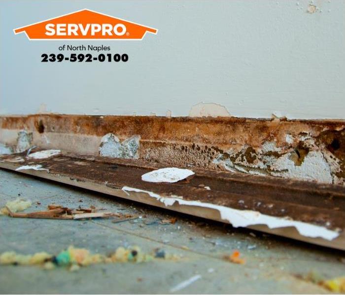 A baseboard is removed to reveal a hidden mold colony.